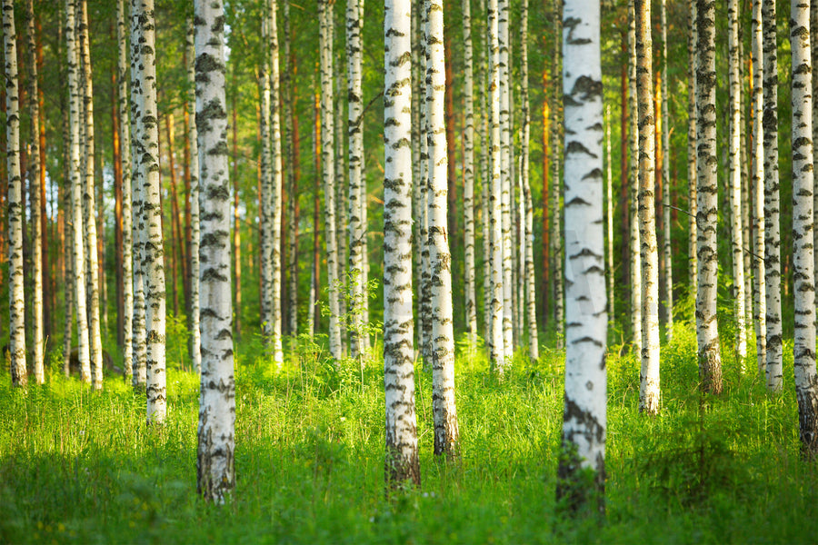 The Story of Finnish Birch Xylitol